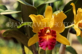 THAILAND, Phuket, Cattleya Orchid, THA2155JPL