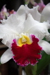 THAILAND, Phuket, Cattleya Orchid, THA2218JPL