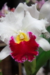 THAILAND, Phuket, Cattleya Orchid, THA2219JPL