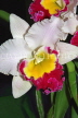 THAILAND, Phuket, Cattleya Orchid, THA2250JPL