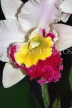 THAILAND, Phuket, Cattleya Orchid, THA2251JPL