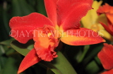 THAILAND, Phuket, Cattleya Orchid, THA2272JPL