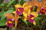 THAILAND, Phuket, Cattleya Orchids, THA2150JPL