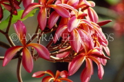 THAILAND, Phuket, Frangipani (Plumeria) flowers, THA2167JPL