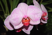 THAILAND, Phuket, Phalaenopsis Orchid, THA2224JPL
