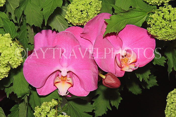 THAILAND, Phuket, Phalaenopsis Orchid, THA2321JPL