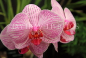 THAILAND, Phuket, Phalaenopsis Orchids, THA2225JPL
