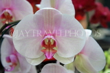 THAILAND, Phuket, Phalaenopsis Orchids, THA2226JPL
