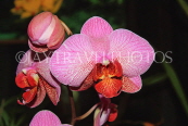 THAILAND, Phuket, Phalaenopsis Orchids, THA2227JPL