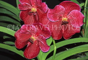 THAILAND, Phuket, Ruby red Vanda Orchids, THA2220JPL