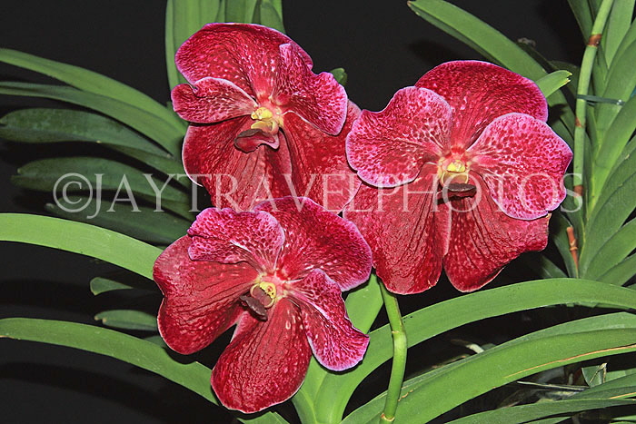 THAILAND, Phuket, Ruby red Vanda Orchids, THA2221JPL