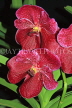 THAILAND, Phuket, Ruby red Vanda Orchids, THA2254JPL