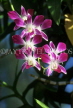 THAILAND, Phuket, Spray Orchids, THA1043JPL