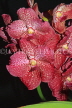 THAILAND, Phuket, Vanda Orchids, THA2228JPL