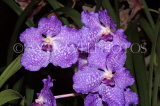 THAILAND, Phuket, Vanda Orchids, THA2249JPL