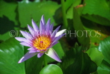 THAILAND, Phuket, flora, Water Lily, THA1522JPL