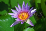 THAILAND, Phuket, flora, Water Lily, THA2168JPL
