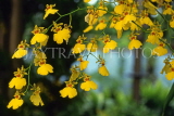THAILAND, Phuket, small Oncidium Orchids, THA2159JPL