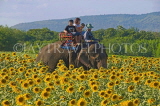 THAILAND, Saraburi, elephant ride by sunflower fields, THA2191JPL
