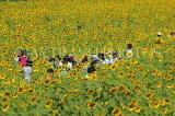 THAILAND, Saraburi, people walking through sunflower fields, THA2192JPL