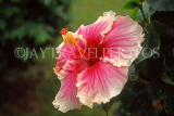 TOBAGO, Hibiscus flower, CAR1175JPL