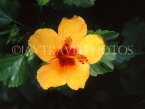 TOBAGO, Hibiscus flower, CAR1178JPL