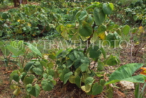 TONGA, Kava plants, TON199JPL