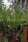 TONGA, Pandanas plants (used for weaving), TON200JPL