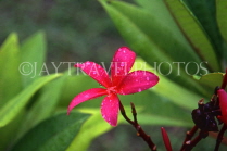 TONGA, deep pink Frangipani (Plumeria) flower, TON137JPL
