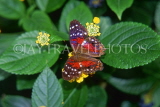 TRINIDAD, Coolie Butterfly, CAR1316JPL
