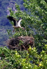 TURKEY, Dalyan Delta, Stork landing on nest, TUR706JPL