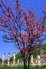 TURKEY, Ephesus, Judas Tree blossom and ruins of columns, TUR735JPL