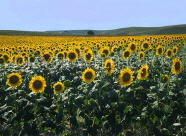 TURKEY, Gallipoli Peninsula, Sunflower fields, TUR275JPL
