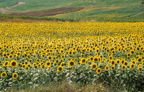 TURKEY, Gallipoli Peninsula, Sunflower fields, TUR435JPL