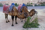 TURKEY, Uchisar, camels, TUR737JPL