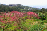 Taiwan, TAIPEI, Maokong, mountain scenery, and Spring blossom, TAW1043JPL