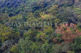 Taiwan, TAIPEI, Maokong, mountainside vegetation scenery, TAW1039JPL