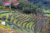 Taiwan, TAIPEI, Maokong, tea plantations, TAW1046JPL