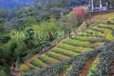 Taiwan, TAIPEI, Maokong, tea plantations, TAW1047JPL
