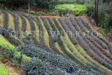 Taiwan, TAIPEI, Maokong, tea plantations, TAW1048JPL