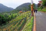 Taiwan, TAIPEI, Maokong, tea plantations along mountain road, TAW1053JPL