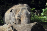 Taiwan, TAIPEI, Taipei Zoo, African Elephant, TAW275JPL