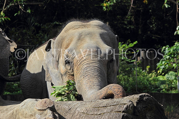 Taiwan, TAIPEI, Taipei Zoo, African Elephant, TAW276JPL