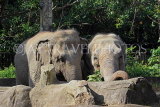 Taiwan, TAIPEI, Taipei Zoo, African Elephants, TAW277JPL