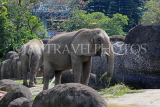 Taiwan, TAIPEI, Taipei Zoo, African Elephants, TAW298JPL