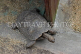 Taiwan, TAIPEI, Taipei Zoo, Asian Brown Tortoise, TAW259JPL