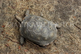 Taiwan, TAIPEI, Taipei Zoo, Asian Brown Tortoise, TAW260JPL