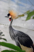 Taiwan, TAIPEI, Taipei Zoo, Bird World, Crowned Crane, TAW328JPL