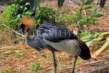 Taiwan, TAIPEI, Taipei Zoo, Bird World, Crowned Crane, TAW331JPL