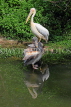 Taiwan, TAIPEI, Taipei Zoo, Bird World, Pink-Backed Pelican, TAW345JPL